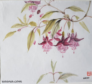 Pink Lanterns (Fuchsias), original Chinese Calligraphic painting on rice paper, 24x27.5cm