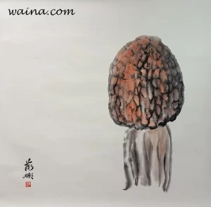 Morel Mushroom (Morchella), original Chinese Calligraphic painting on rice paper, 69.5x70.5cm